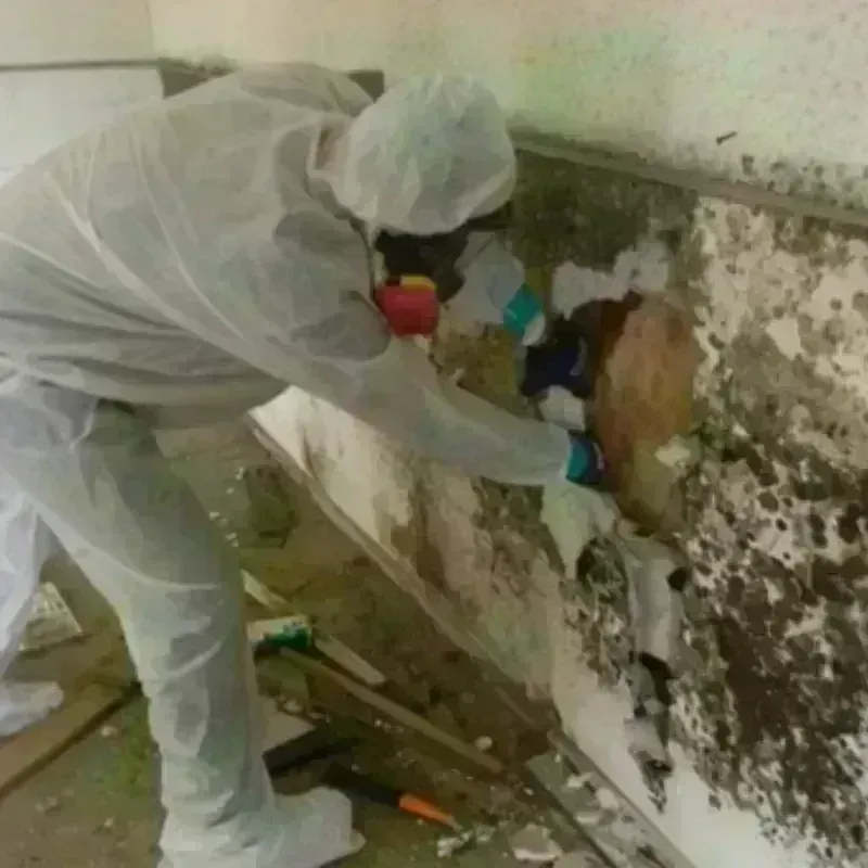 Mold Remediation and Removal in Locust Fork, AL